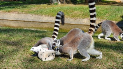 動物過新年...狐猴大玩戳戳樂、擲骰子 萌度破表！