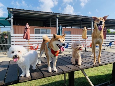 雄獅安心旅遊國內趴趴走  帶毛小孩一起樂遊台灣