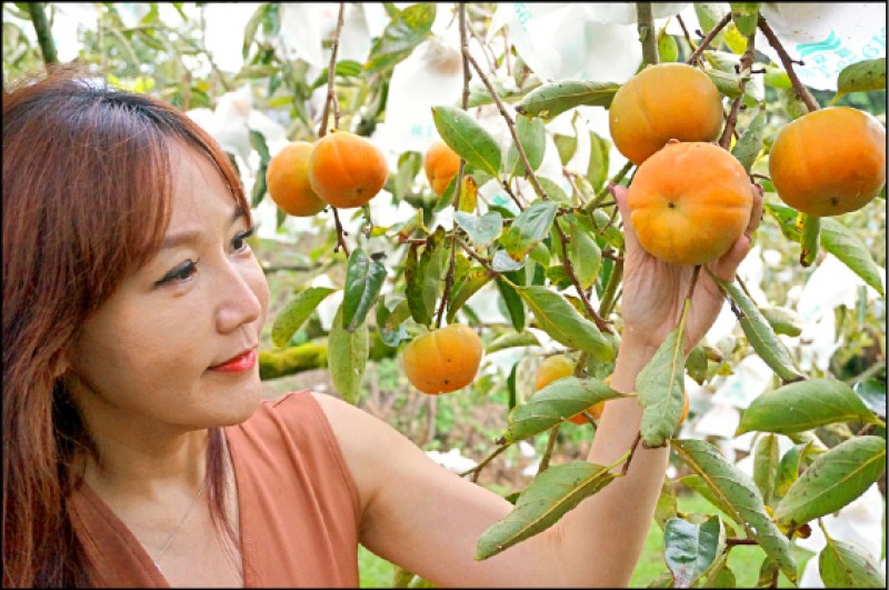 【吃遊聯盟】觀巨木、闖祕境、採甜柿─秋遊桃園拉拉山