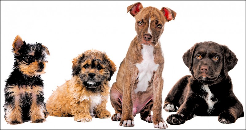 【家庭plus】〈寵物萬萬歲〉狗狗抗癌餐 加油