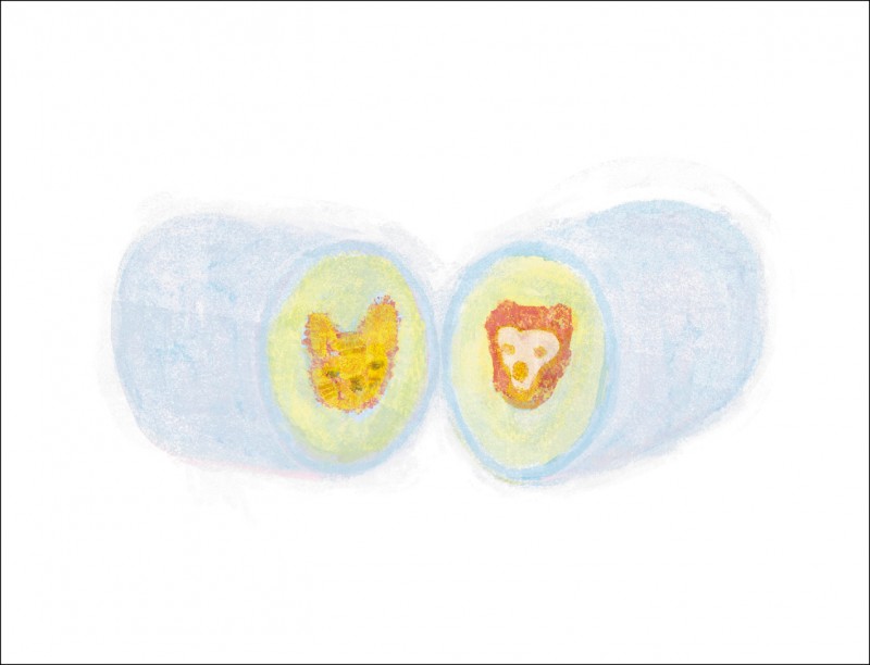 【自由副刊．浴缸來信】 郭鑒予／棉花糖