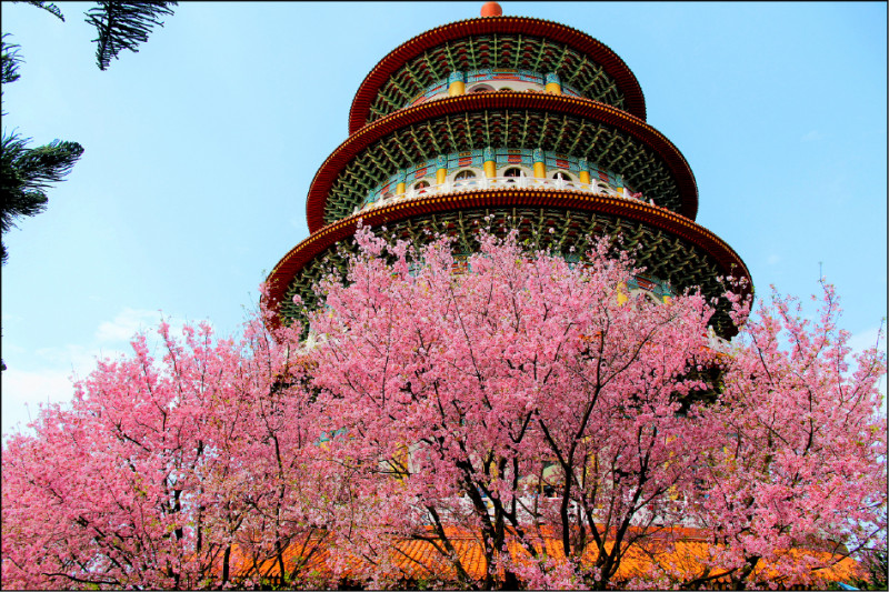 【吃遊聯盟】浪漫追櫻─台灣花見之旅