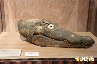 超逼真「鱷魚頭」來了！部落面具文化特展即日起展出