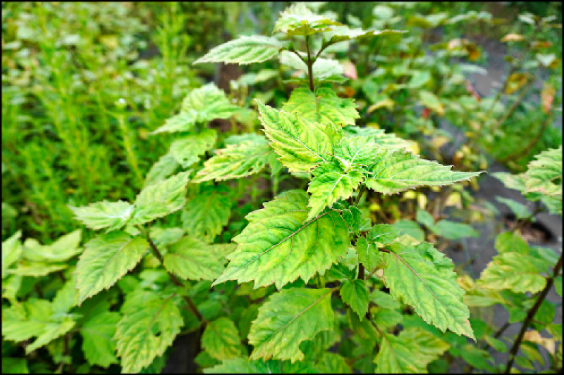 【家庭plus．香草隨食札記】廣藿香 高級香水都愛她