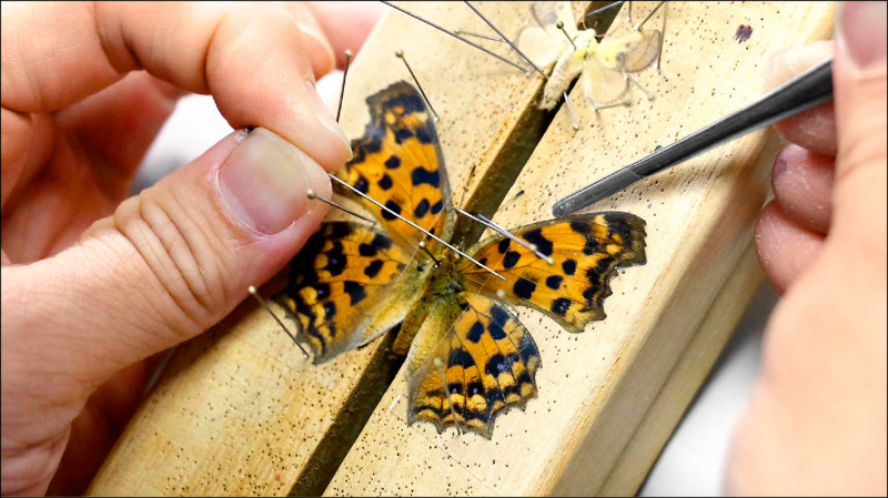 【藝術文化】台博館開放庫房再獲國際肯定 2023倫敦設計獎雙金獎