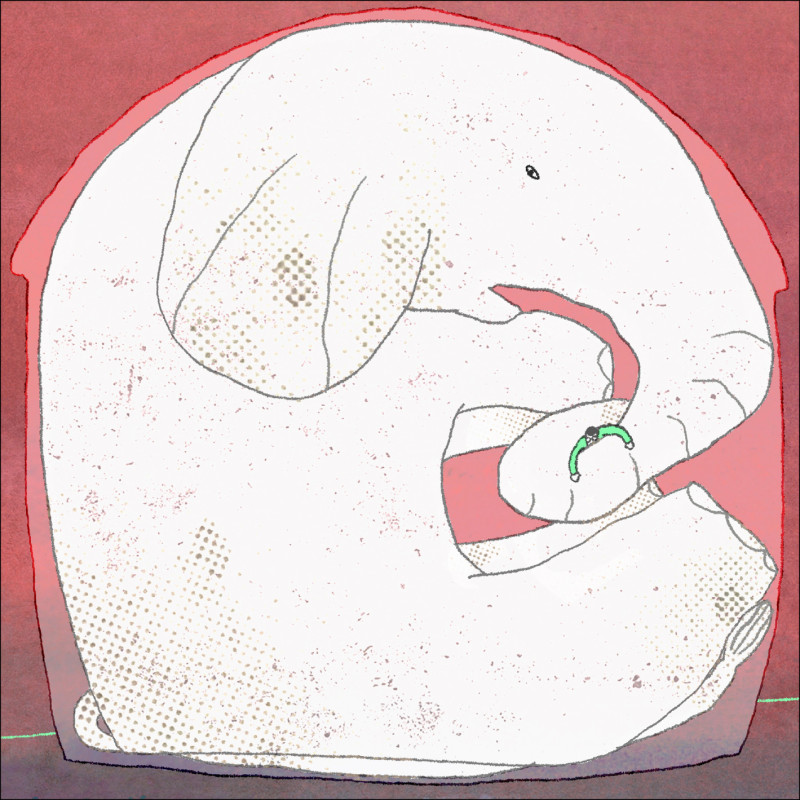 【自由副刊．閱讀小說．長篇精摘】花柏容／洗大象的女人 － 2之1