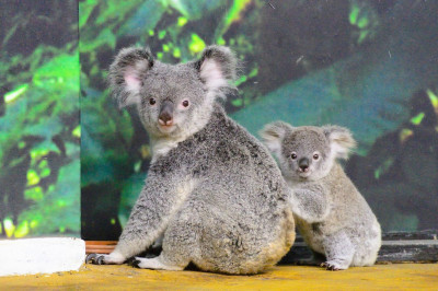 福容大飯店認養無尾熊「芙蓉」  民眾8/31前參與相關活動週週抽獎品