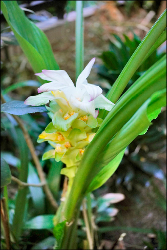 【家庭plus．香草隨食札記】薑黃 黃金養生食材