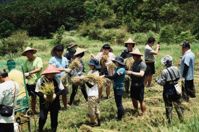 福容大飯店福隆認養貢寮珍貴文化資產水梯田   義賣收穫稻米捐40萬元回饋當地2所小學
