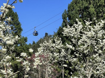 搶先預約賞櫻佳期  台版櫻花前線發布最佳賞櫻期
