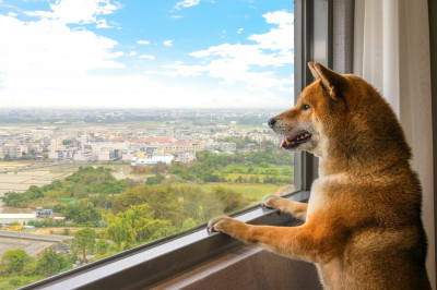 帶著毛孩出遊趣  飯店業搶攻寵物商機