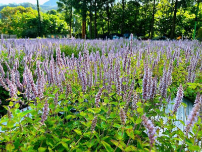 苗栗獅潭夢幻紫色仙草花海盛開時間點曝 地景藝術開放票選
