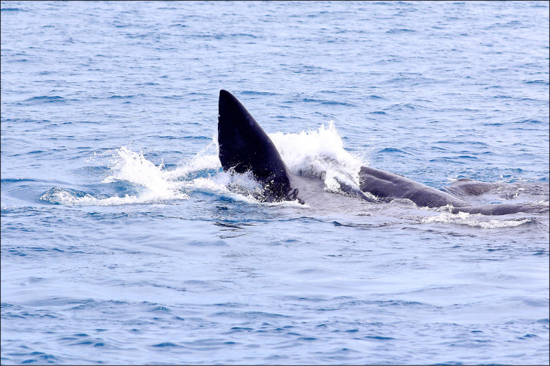 【自由副刊】 廖鴻基／搶親