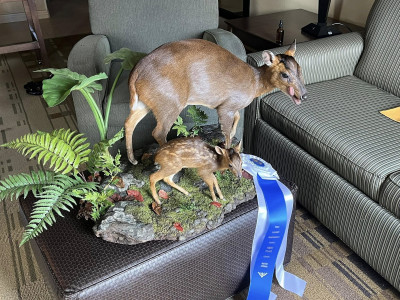 標本師日常曝光!闖進黃雯杰工作現場 揭密毛皮不脫落的關鍵 標本師日常曝光!闖進黃雯杰工作現場 揭密毛皮不脫落的關鍵