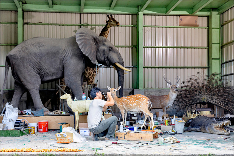 台灣第一位美國藍帶獎標本師 黃雯杰 將動物生命化為永恆
