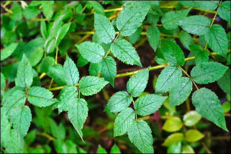 【家庭plus.香草隨食札記】國外有覆盆子 台灣有虎婆刺 【家庭plus.香草隨食札記】國外有覆盆子 台灣有虎婆刺