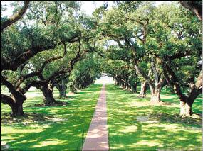 美麗又整齊排列的橡樹美景，吸引遊人漫步外，也是多部電影的拍攝場景。