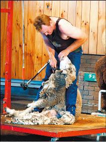 剪羊毛秀是母親牧場頗受遊客歡迎的活動之一。