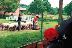小岩井農場的綿羊及牧羊犬的表演。