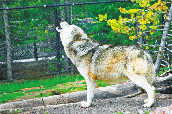 【旅遊】穿梭地熱奇景-----美國黃石公園