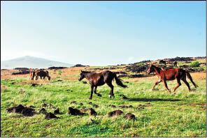 奔馳在草原上的駿馬，是當地交通工具之一。