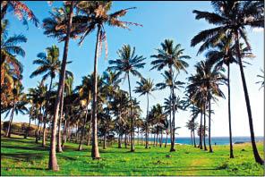 搖曳棕櫚葉通向美麗沙灘，也通向一派湛藍的海灣。