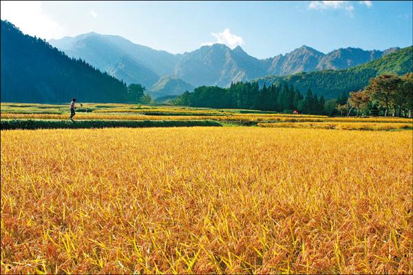 新潟湯澤町的秋天，稻浪金黃迷人，氣味自然芳香，讓人身心愉悅。