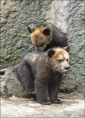 才1～2歲的小熊，嬉鬧玩耍的模樣煞是可愛。