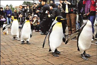 尼克斯海洋公園最受歡迎的國王企鵝遊行。