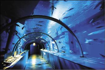 走進尼克斯海洋公園的海底隧道，就像是在海底散步一樣。