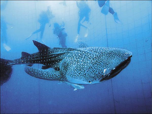 鯨鯊是全世界最大的魚類，沖繩有100%與鯨鯊共游的行程。