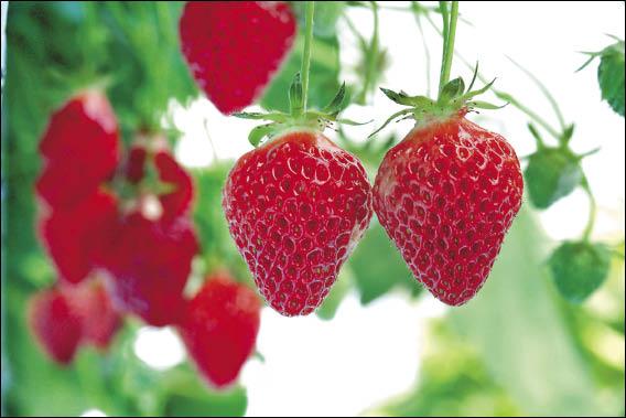 越後公主草莓外貌紅潤欲滴，香味誘人。