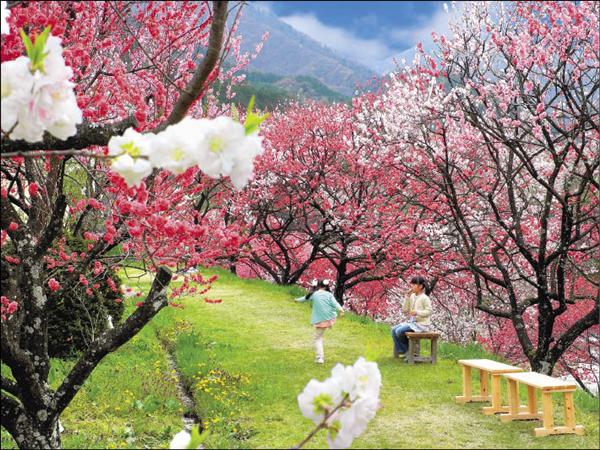 旅遊 花桃之鄉春爛漫 日本南信州 自由藝文網