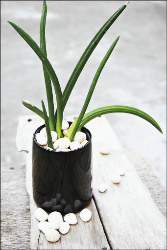 棒葉虎尾蘭 律動有曲線