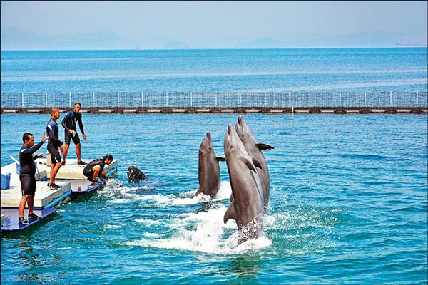 蘇比克海洋公園內的海豚秀表演備受大小朋友青睞。