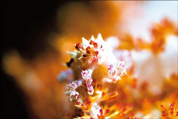 喜歡躲在軟珊瑚裡的糖果蟹。