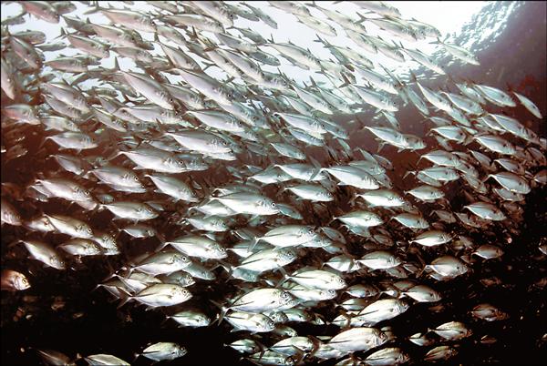 海底的魚群風暴，令人震撼不已。