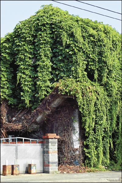 地錦在夏季枝葉茂密，覆蓋率佳，能有效降低建築物溫度，減少室內用電。