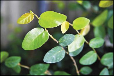 薜荔葉片單葉互生卵形。