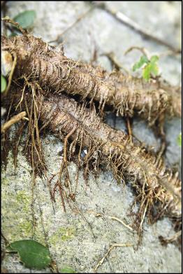 薜荔莖上易生氣生根，可以牢牢抓住牆面。
