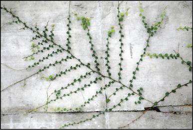 薜荔用最有效的排列方式拓展地盤。