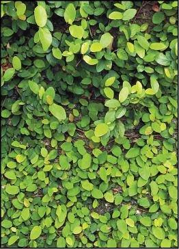 薜荔枝葉伏貼牆面，是綠建築牆面攀緣植物首選。