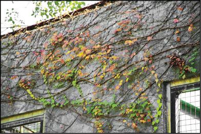 地錦冬季落葉後，會露出建物表面，讓建物能接受日照提高溫度。