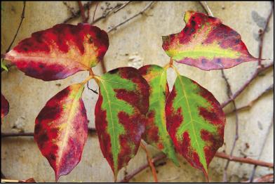 地錦落葉前轉紅，綠紅之間的色彩變換如同一幀水彩畫。