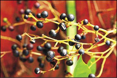 地錦漿果成熟時轉成深藍紫色。