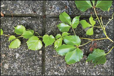 地錦葉片多變，有圓形、心形、三出複葉。