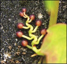 地錦卷鬚特化成吸盤狀，能吸附於牆壁生長。