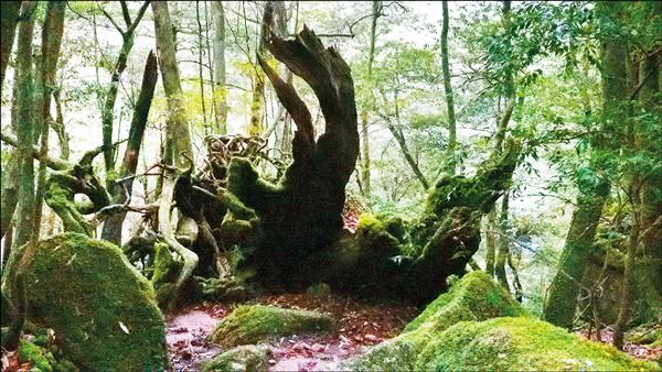 旅遊】白谷雲水峽探祕─日本屋久島- 自由藝文網