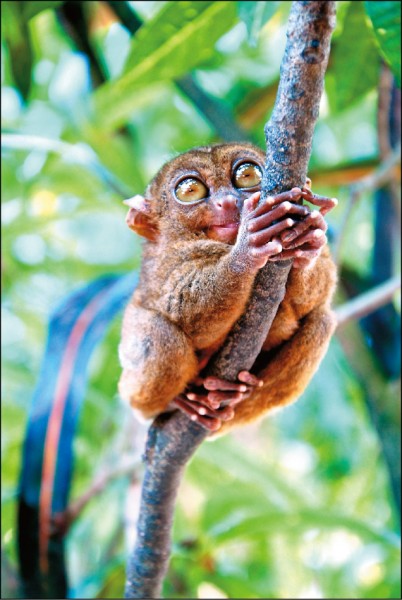 樣貌獨特的眼鏡猴，大又圓的雙眼為其一大特徵。