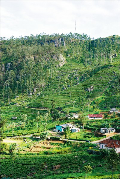 前往立頓之椅路途中壯觀的茶園風光，不同層次的綠色構成絕美景致。